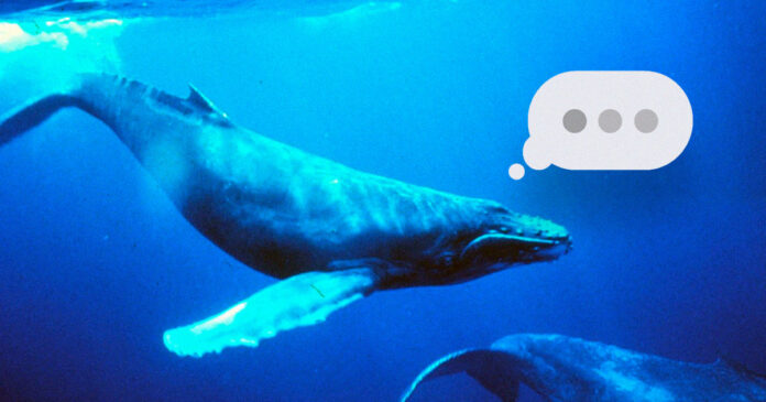 CETI Project Launched To Decode Whale Language