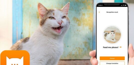 cat translator app